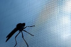 Insect screens32